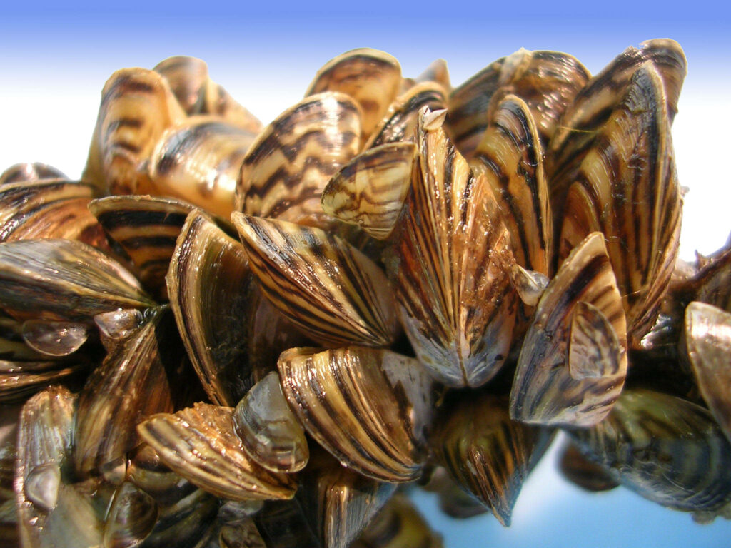 Zebra Patterned Mussels Wallpaper: Intricate Shell Designs on Gradient