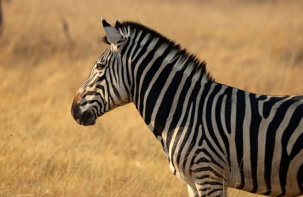 Serene Zebra Wallpaper: Graceful Wildlife in Sunlit Field