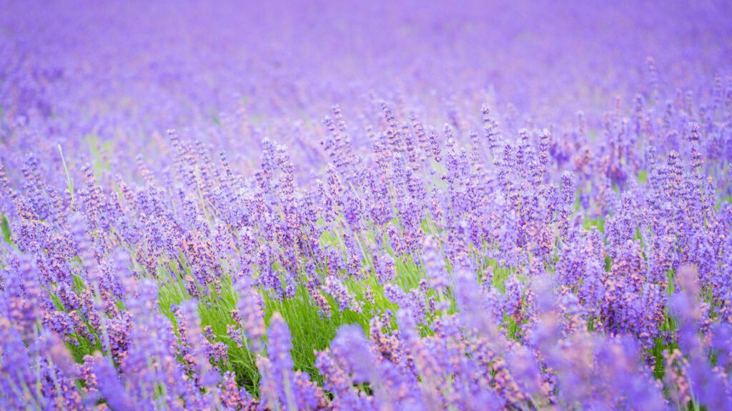 Purple Haze: Stunning Close-up of Lavender Field Desktop Wallpaper