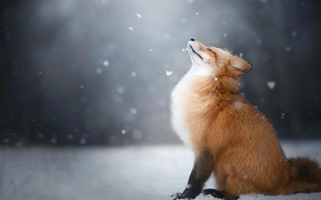 Snowy Serenity: A Fox's Winter Wonderland Wallpaper