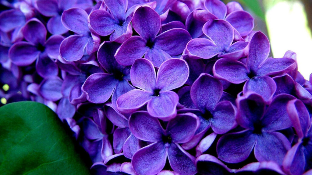 Vibrant Blossoms: Elevate Your Day with a Lively Purple Floral Desktop Wallpaper