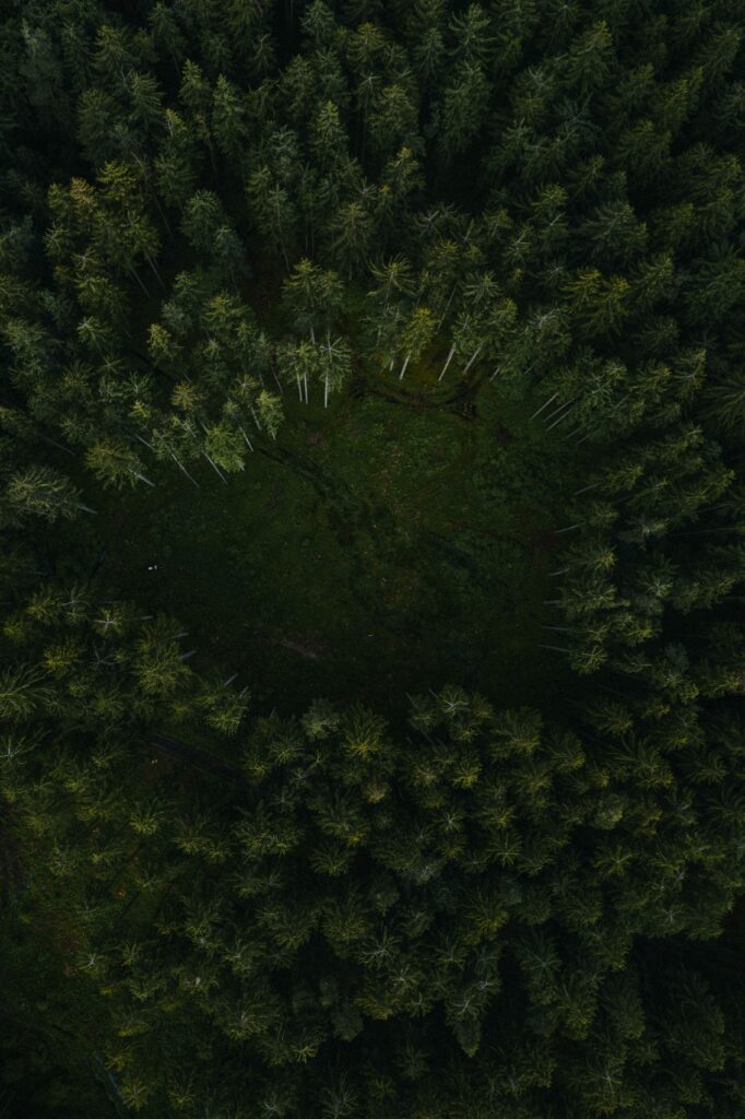 Aerial view of dense green forest surrounding a hidden grassy clearing with a winding path Wallpaper
