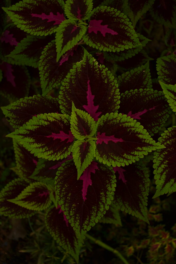 Lush green and deep burgundy serrated leaves on dark background botanical wallpaper design