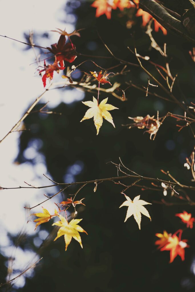 Vibrant yellow and red maple leaves hanging on branches with soft autumn light background Wallpaper