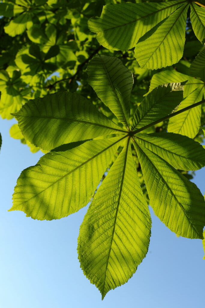 Close-up of vibrant chestnut leaves with detailed veins and sunlight against clear blue sky wallpaper
