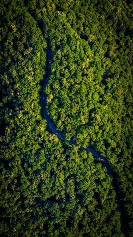 Aerial view of winding road through dense lush green forest with sunlight casting shadows Wallpaper