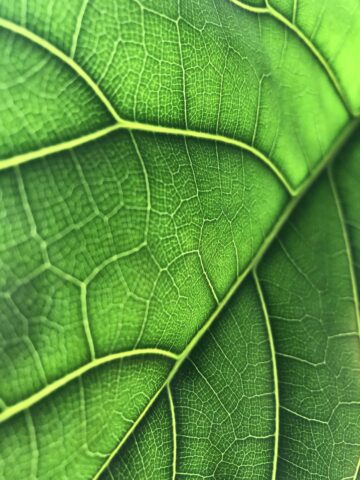Vivid Green Leaf Macro: Intricate Veins for Natural Wallpaper Background
